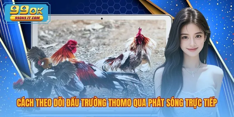 Đá gà Thomo là gì trên màn ảnh phát sóng trực tiếp