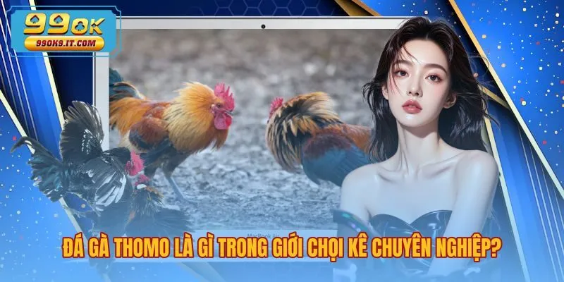 Đá gà Thomo là gì cùng quy mô trường đấu Campuchia
